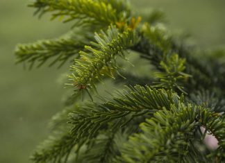 Betimleme Nedir? Örnekleri ve Betimleme Paragrafı Nasıl Yazılır? description