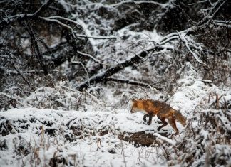 Avcılıkta Güvenlik ve Bakımın Önemi: Alarm Sistemleri, Harbi Takımı ve Av Tüfeği Bakım Ürünleri avsepeti3