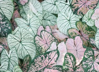 Erva Botanik ile Bahçeciliğin Yeni Trendleri: Siyah Gül Fidanı ve Açık Kök Muz Fidanı ervabotanik1